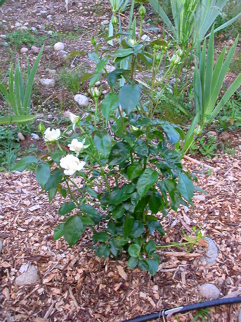Rose Photo
