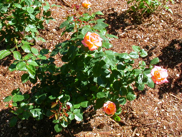 Rose Photo