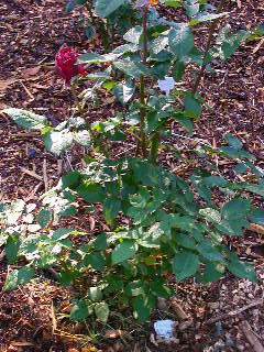 Rose Photo