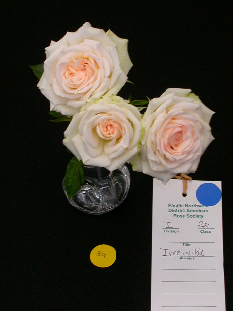 Rose Photo