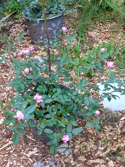 Rose Photo