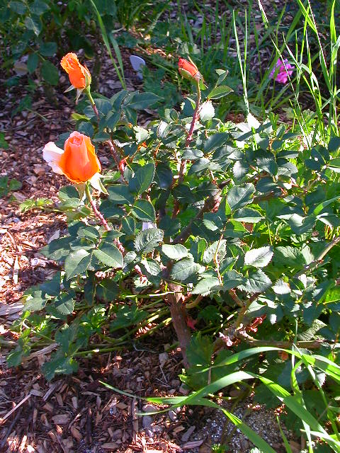 Rose Photo