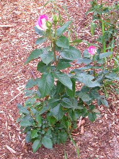 Rose Photo