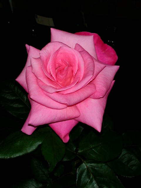 Rose Photo