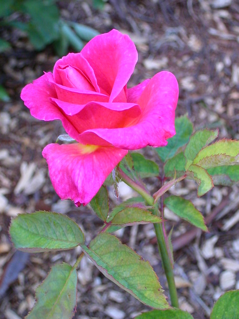 Rose Photo