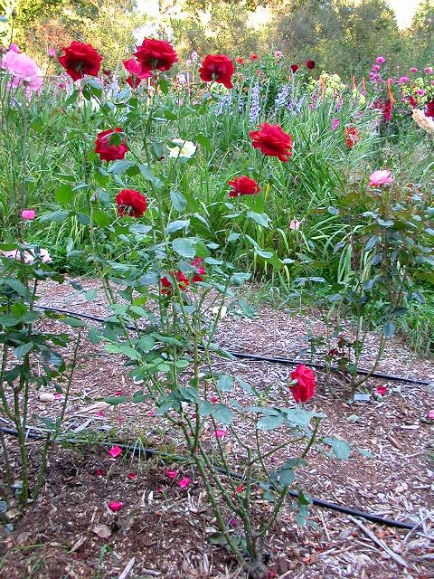 Rose Photo