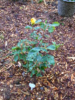 Rose Photo