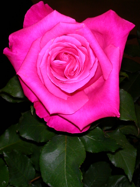 Rose Photo