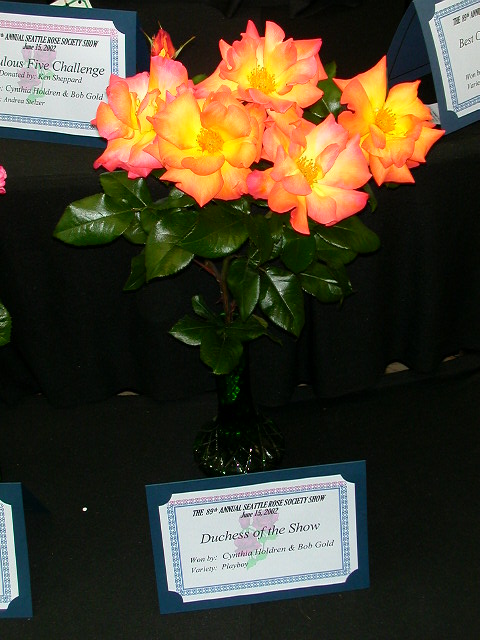 Rose Photo