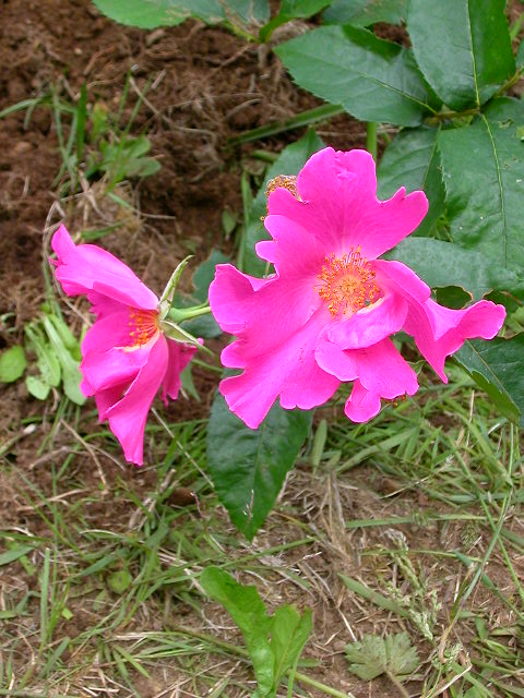 Rose Photo