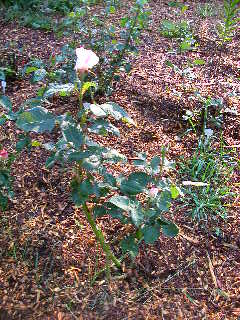 Rose Photo