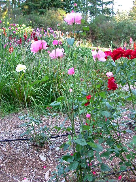 Rose Photo