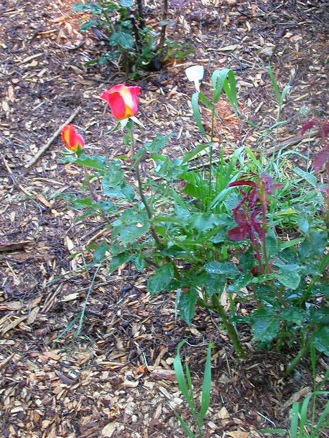 Rose Photo