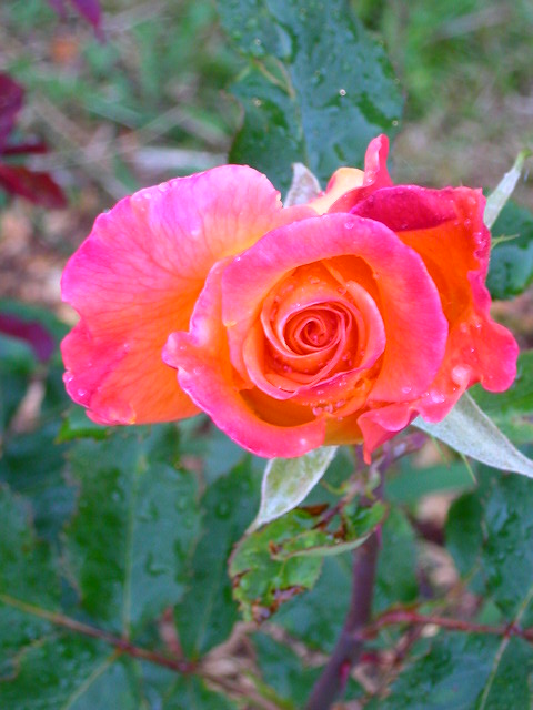 Rose Photo