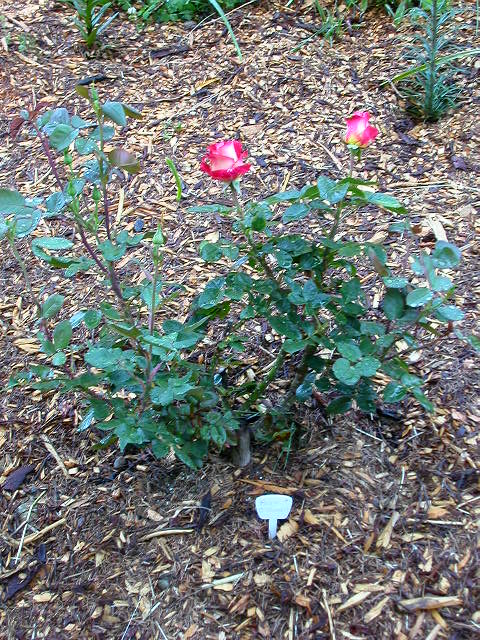 Rose Photo