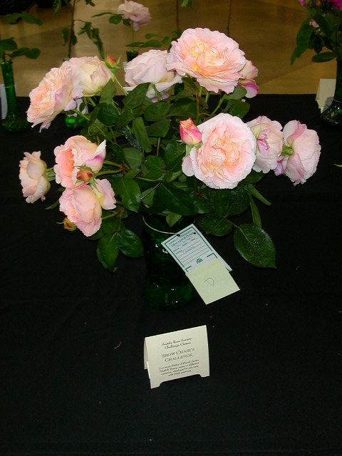 Rose Photo