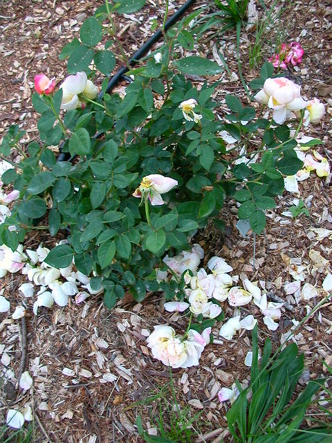 Rose Photo