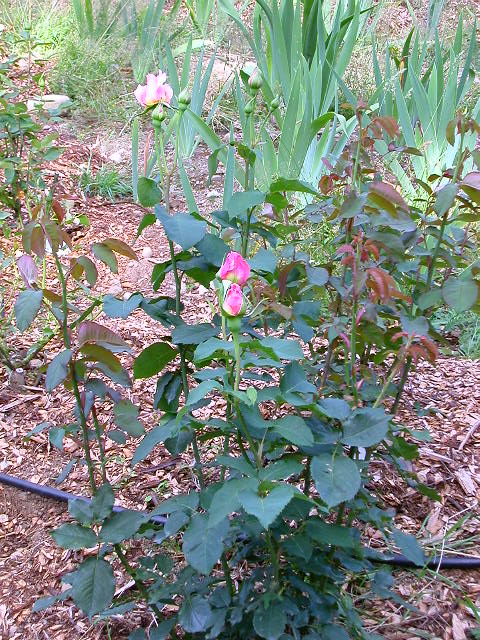 Rose Photo