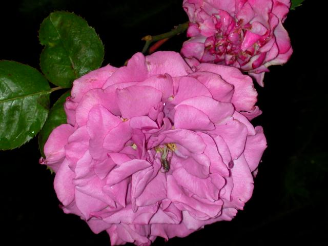 Rose Photo